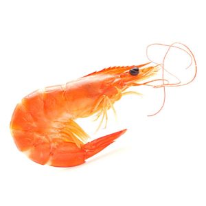 Fresh Vannamei Shrimp