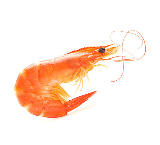 Fresh Vannamei Shrimp